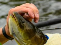 Minnesota lawmakers ask DNR to reconsider ‘rough fish’