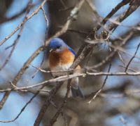 Brrrrr-ed report: Migration underway as cold continues its clutch