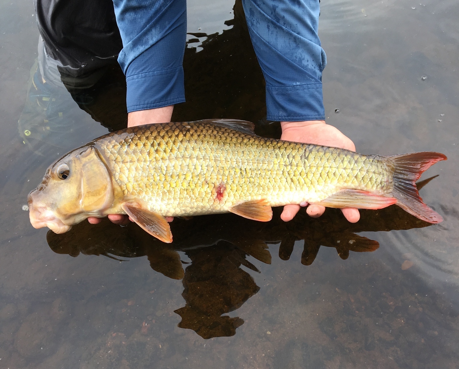 Minnesota lawmakers ask DNR to reconsider 'rough fish' – St. Croix 360