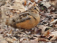 Afton State Park Phenology, April 1 to 7, 2022