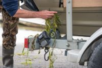 Anglers can prevent the spread of aquatic invasive species