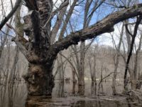 Scenes from the first sunny day of spring on the St. Croix River