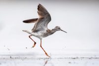 Hastings Area Birding Festival reports finding many feathered friends