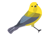 St. Croix Creature Feature: Prothonotary warbler