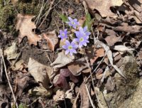 Afton State Park phenology May 13 to 19, 2022