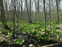 Residents resist St. Croix Falls riverside development proposal