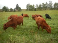 Pasture walk will highlight agricultural and environmental potential of livestock grazing