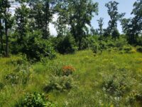 Sand barrens in bloom