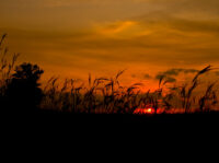 Afton State Park phenology, July 29 to August 4