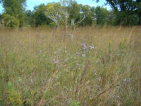 Afton State Park phenology, July 8 to 14 5029299711_39253c0502_k