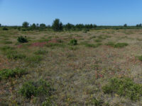 Blueberries, bird dogs, plant diversity: Namekagon Barrens offers unique summer programs