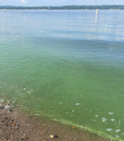 Harmful algae bloom temporarily closes lower St. Croix River beaches