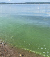 Harmful algae bloom temporarily closes lower St. Croix River beaches