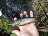 DNR opens more St. Croix State Park trout fishing opportunities
