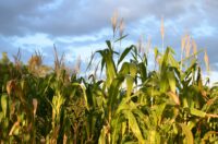 grass-plant-sky-field-meadow-prairie-539493-pxhere.com_