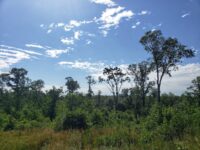 National Park Service to conduct brush removal, November 1-18