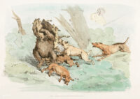 Illustration of hunting dogs attacking a bear from Sporting Sket