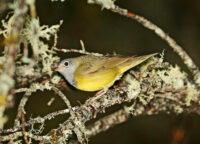 Wisconsin DNR and partners take emergency actions to save disappearing songbird