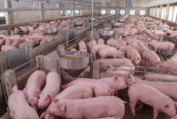 Proposed hog operation near St. Croix tributary sees major setback