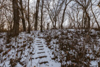 Afton State Park phenology, Nov. 11 to 24