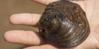 Helping mussels hitch a ride to a healthier St. Croix River