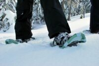 Afton State Park phenology, Dec. 9 to 22