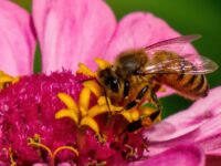 St. Croix Valley bees make honey that tastes like home