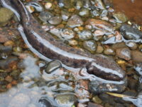 Wisconsin DNR asks public to report mudpuppy observations