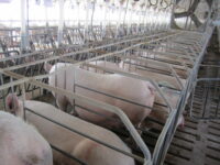 Proposed hog operation near Trade River resubmits full application for state permit