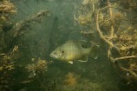 Study: Eating one fish contaminated with PFAS same as drinking ‘forever chemicals’ water for a month