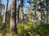 Potatoes & Pines: Immigrant along Namekagon changed Wisconsin farming