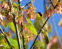 Tropical Wings invites applications for St. Croix Valley bird habitat grants