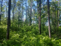 Wisconsinites invited to participate in Conservation Congress process