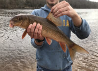 Minnesota legislation seeks to improve management of misunderstood fish