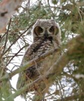 Afton State Park phenology, March 17 to 23, 2023