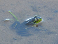 Wisconsin DNR asks for public help with frog and toad surveys
