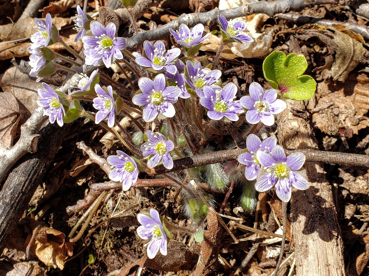Afton State Park phenology April 28 to May 4