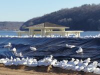 Lower St. Croix communities prepare for possible major flood