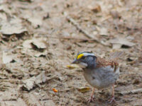 Afton State Park phenology, April 14 to 20