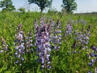 Six wildlife sightings on a St. Croix bluff in 20 minutes