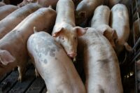 Company proposes slightly scaled-back hog facility near Trade River