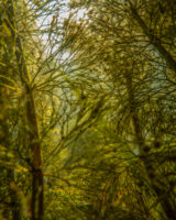 Mobile art gallery will show youth nature photos at St. Croix Valley sites