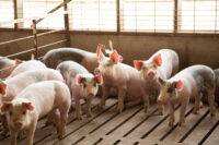 Iowa expert shares lessons about hog production and water pollution