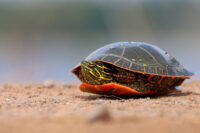Minnesota bans commercial turtle trapping