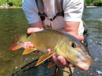 Rough Fishing, Part 2: Catching rare redhorse and landing new legislation