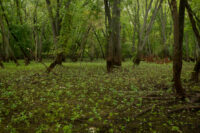 Afton State Park Phenology, August 4 to August 10