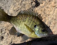 Minnesota DNR invites public input on changes to St. Croix River fishing regulations