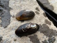 Lawsuit filed to protect rare mussel species found in St. Croix River