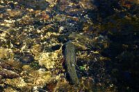 DNR to host public meeting to discuss potential trout stream regulation changes in Pierce and St. Croix counties
