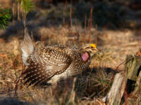 Wisconsin DNR to host public meeting on draft sharp-tailed grouse management plan